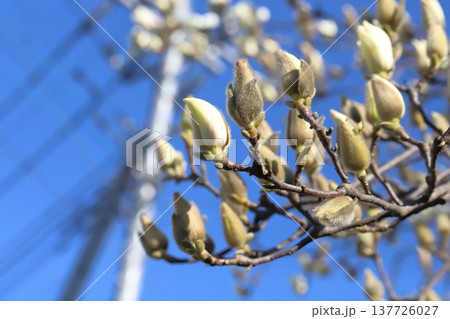 早春の庭に咲く白いハクモクレンの花 137726027