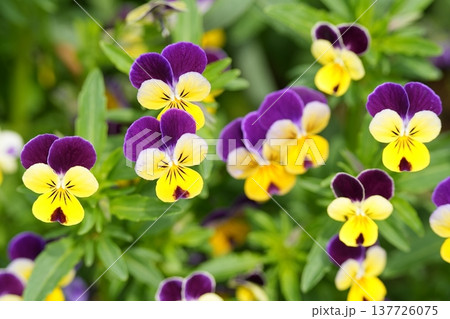 三色スミレが咲いています 137726075