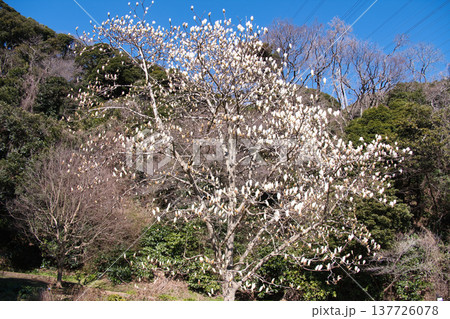 くりはま花の国のモクレンの木 くりはま花の国のモクレンの木 137726078