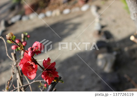 赤い花 梅の花 赤い花 梅の花 137726119