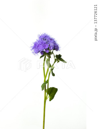 It is a white background and a purple ageratum. It is a white background and a purple ageratum. 137726121