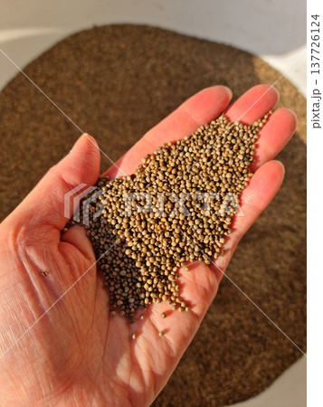 Perilla seeds placed in hand Perilla seeds placed in hand 137726124
