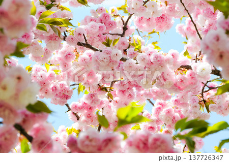 青空に映える満開の八重桜 ピンクの華やかな春の風景 青空に映える満開の八重桜 ピンクの華やかな春の風景 137726347