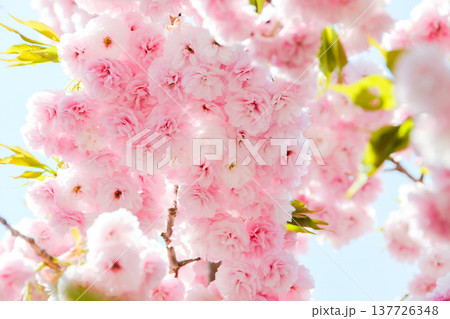 青空を背景に咲き誇る満開の八重桜 ピンク色の華やかな春のイメージ 137726348