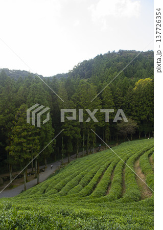 This is a view of the green tea fields in Boseong, Korea. This is a view of the green tea fields in Boseong, Korea. 137726354