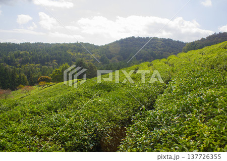 This is a green tea field in Boseong, Korea. This is a green tea field in Boseong, Korea. 137726355