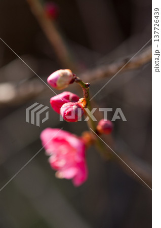 紅梅 紅梅 137726439