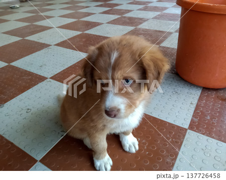 Little puppy Nova Scotia Duck Tolling Retriever Dog breed cute pet 137726458