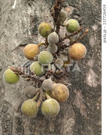 Fig fruit (Anjir) growing on the tree Fig fruit (Anjir) growing on the tree 137726459