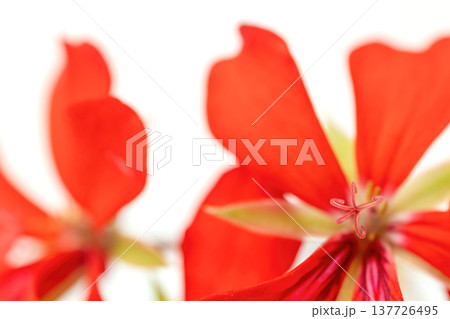 Pelargonium red blossom close up on white background. Pelargonium red blossom close up on white background. 137726495