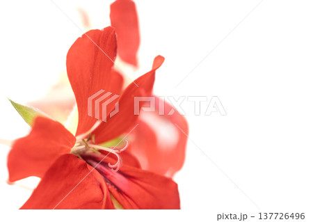 Side view of Pelargonium red  blossom on the white background. 137726496