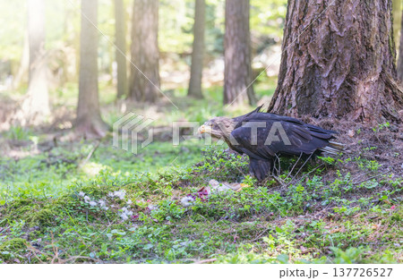 Sea eagle guards a caught hare in the forest. 137726527