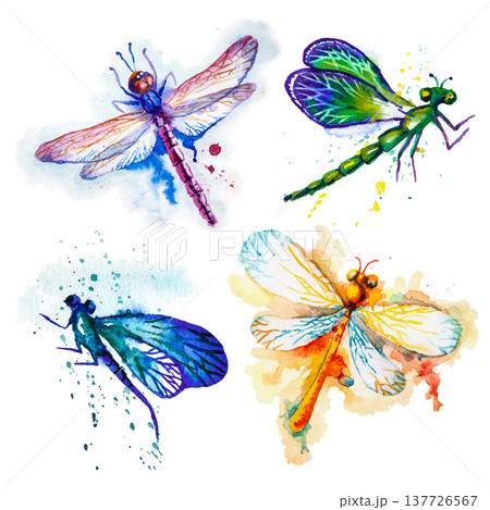 Flying Watercolor Dragonflies Hand Made Vector Set Flying Watercolor Dragonflies Hand Made Vector Set 137726567