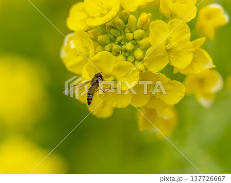 菜の花とハナアブ 菜の花とハナアブ 137726667