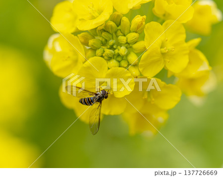 菜の花とハナアブ 菜の花とハナアブ 137726669