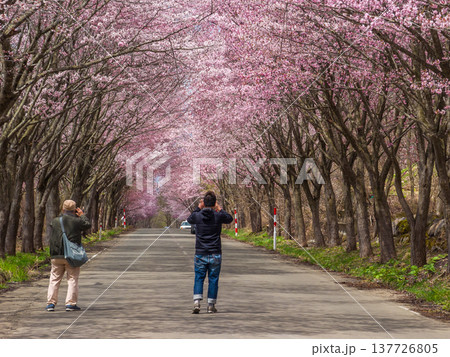 道路へ大きく枝を広げた満開の桜の長い並木道で写真撮影を楽しむ観光客の春景色 (青森県、弘前) 137726805