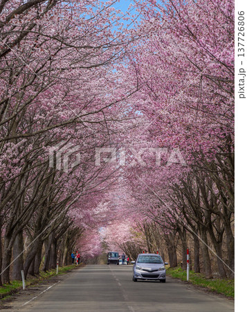 満開のオオヤマザクラのトンネルと青空が広がる直線道路を車が走る春景色 (青森県、弘前) 満開のオオヤマザクラのトンネルと青空が広がる直線道路を車が走る春景色 (青森県、弘前) 137726806