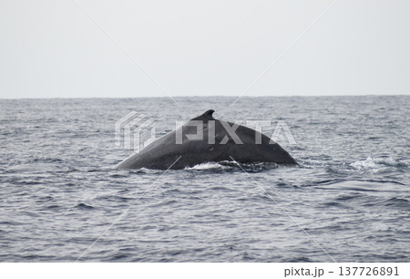 沖縄 慶良間諸島に冬の間やってくるザトウクジラ 沖縄 慶良間諸島に冬の間やってくるザトウクジラ 137726891