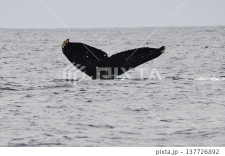 沖縄 慶良間諸島に冬の間やってくるザトウクジラ 137726892