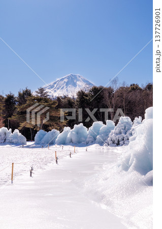 西湖野鳥の森公園　西湖樹氷まつり　富士河口湖町 137726901