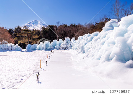 西湖野鳥の森公園　西湖樹氷まつり　富士河口湖町 137726927