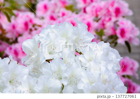 満開に咲き誇る色鮮やかなツツジの花 春の公園や庭園の風景 満開に咲き誇る色鮮やかなツツジの花 春の公園や庭園の風景 137727061