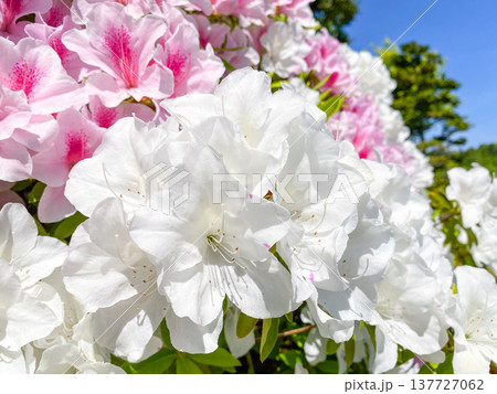 満開に咲き誇る色鮮やかなツツジの花 春の公園や庭園の風景 137727062