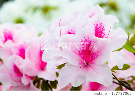 満開に咲き誇る色鮮やかなツツジの花 春の公園や庭園の風景 137727063