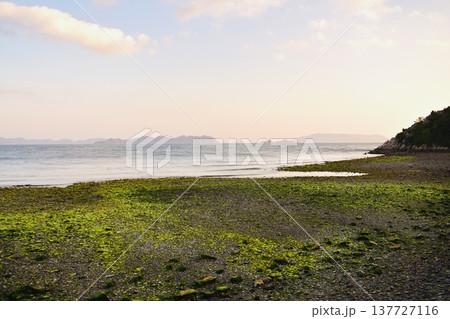 干潮で青海苔が沢山現れた象鼻ケ岬の夕暮れ 137727116