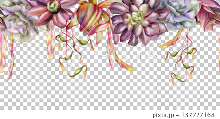 Watercolor echeveria, Leucadendron protea rosette succulents with cascading vines of exotic Billbergia bromeliad, Kimnachia cactus. Seamless banner hand drawn in watercolor. Plant shop promotions Watercolor echeveria, Leucadendron protea rosette succulents with cascading vines of exotic Billbergia bromeliad, Kimnachia cactus. Seamless banner hand drawn in watercolor. Plant shop promotions 137727168