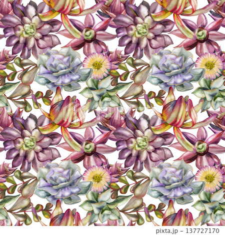 Decorative rosette succulents, Leucadendron protea, daisy flowers. Isolated illustration hand drawn in watercolor. Seamless botanical pattern. Apparel prints, home textiles, eco lifestyle merchandise. 137727170