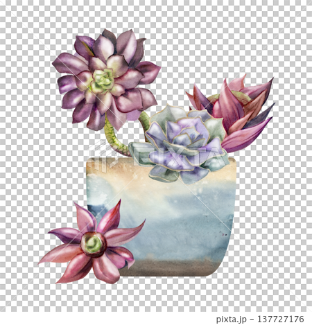 Aeonium stalks, echeveria purple rosette succulent houseplants in glazed ceramic artisan pot. Isolated illustration hand drawn in watercolor. Botanical art for office decor, eco startup presentations 137727176