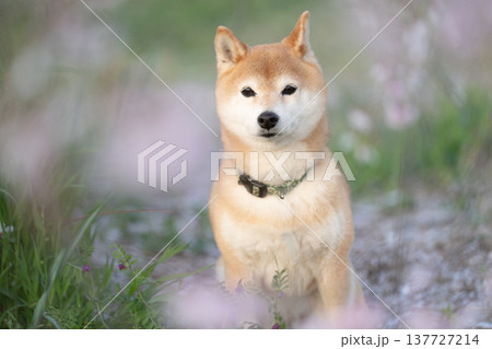 しだれ桜と柴犬　可愛い柴犬　柴犬茜 137727214