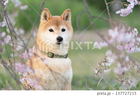 しだれ桜と柴犬 可愛い柴犬 柴犬茜 しだれ桜と柴犬 可愛い柴犬 柴犬茜 137727215