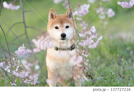 しだれ桜と柴犬 可愛い柴犬 柴犬茜 しだれ桜と柴犬 可愛い柴犬 柴犬茜 137727216
