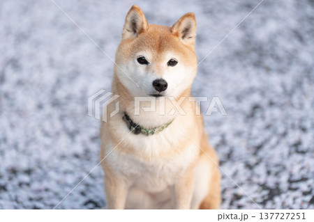 桜の花びら背景に柴犬　可愛い柴犬　柴犬茜 137727251
