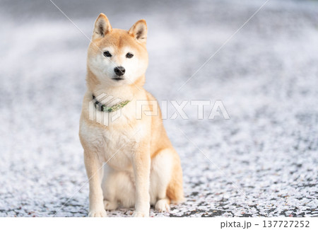 桜の花びら背景に柴犬　可愛い柴犬　柴犬茜 137727252