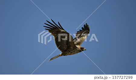 トンビ 鳶 片瀬江ノ島付近 トンビ 鳶 片瀬江ノ島付近 137727299
