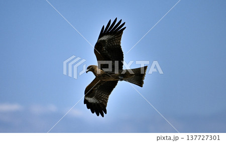 トンビ 鳶 片瀬江ノ島付近 トンビ 鳶 片瀬江ノ島付近 137727301