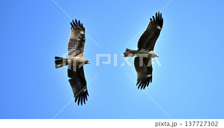 トンビ 鳶 片瀬江ノ島付近 トンビ 鳶 片瀬江ノ島付近 137727302