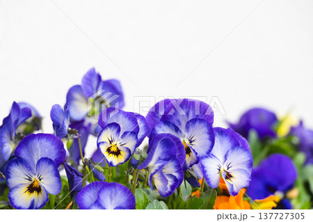 パンジー 137727305