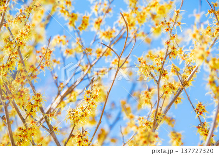 春を告げる花　マンサク 137727320