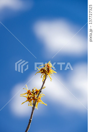 青空とマンサクの花 137727325