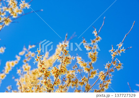 青空とマンサクの花 137727329