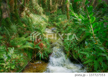 Gentle waterfall flowing through a sun-dappled, vibrant forest. Gentle waterfall flowing through a sun-dappled, vibrant forest. 137727353