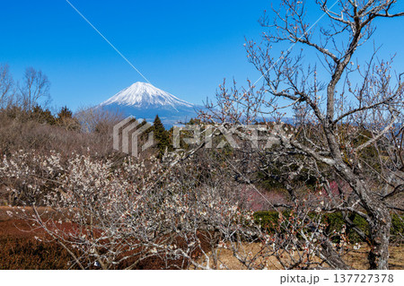 早春の白梅咲く岩本山公園から富士山を望む 137727378