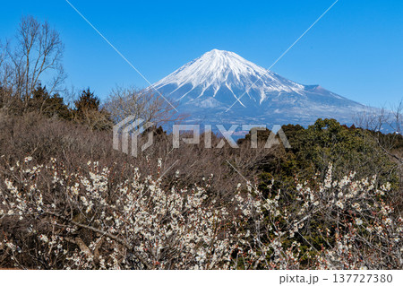 早春の白梅咲く岩本山公園から富士山を望む 137727380