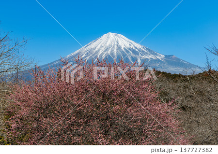 早春の白梅咲く岩本山公園から富士山を望む 137727382