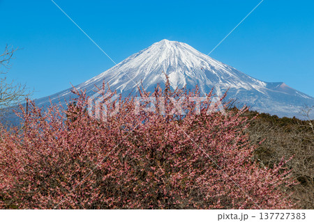 早春の白梅咲く岩本山公園から富士山を望む 早春の白梅咲く岩本山公園から富士山を望む 137727383