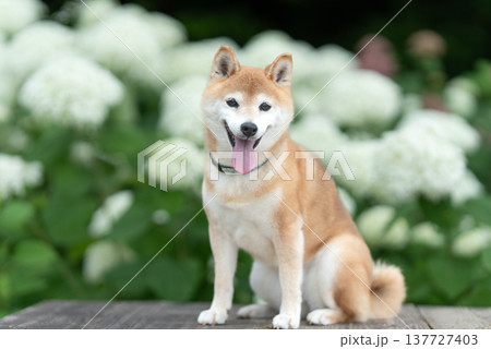アナベル背景に柴犬　可愛い柴犬　柴犬茜 137727403